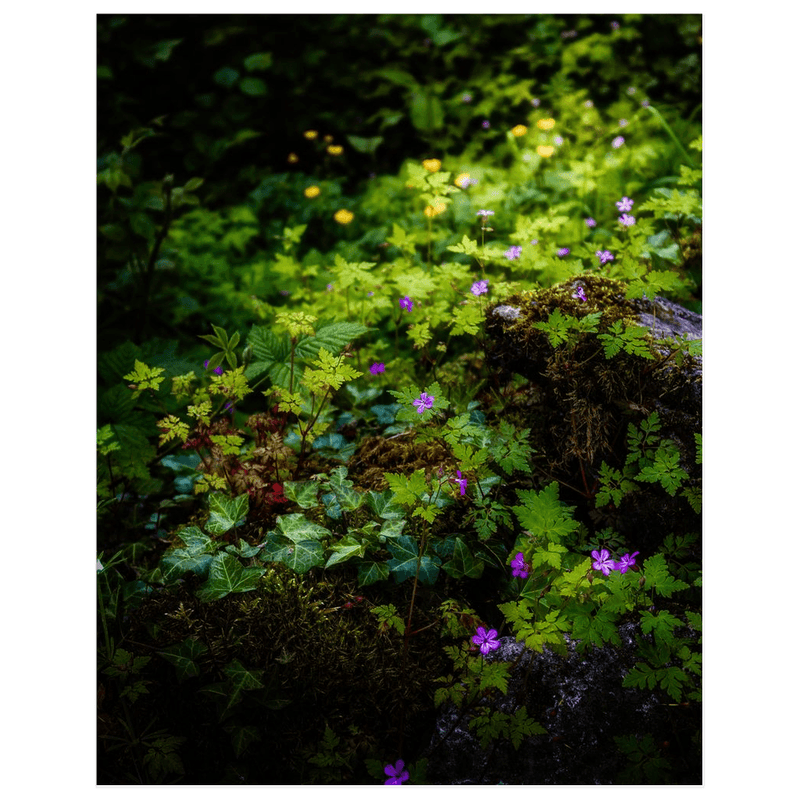 Print - A Carpet of Herb Robert Wildflowers, Ballylee, County Galway - James A. Truett - Moods of Ireland - Irish Art