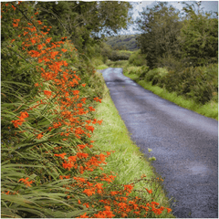 Shower Curtain - Orange Wildflower Cascade along Irish Country Road - James A. Truett - Moods of Ireland - Irish Art