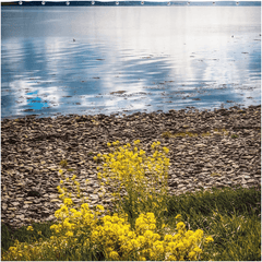 Shower Curtain - Yellow Flowers on Shannon Estuary Shores, County Clare - James A. Truett - Moods of Ireland - Irish Art