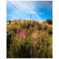 Print - County Clare Rainbow over Roadside Wildflowers - James A. Truett - Moods of Ireland - Irish Art