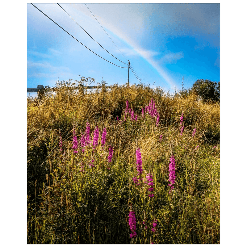 Print - County Clare Rainbow over Roadside Wildflowers - James A. Truett - Moods of Ireland - Irish Art