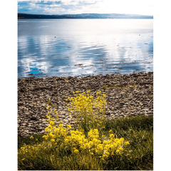 Print - Yellow Flowers on Shannon Estuary Shores, County Clare - James A. Truett - Moods of Ireland - Irish Art