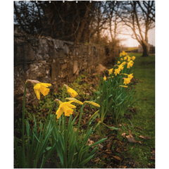 Shower Curtain - Spring Daffodils, Kilrush, County Clare - James A. Truett - Moods of Ireland - Irish Art