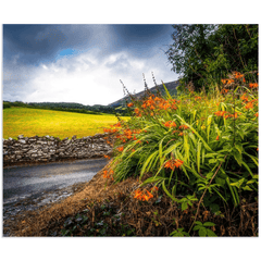 Print - Wild Montbretia in the County Tipperary Countryside - Moods of Ireland