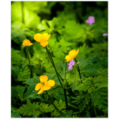 Print - Wildflowers in Filtered Sunlight, Ballylee, County Galway - James A. Truett - Moods of Ireland - Irish Art