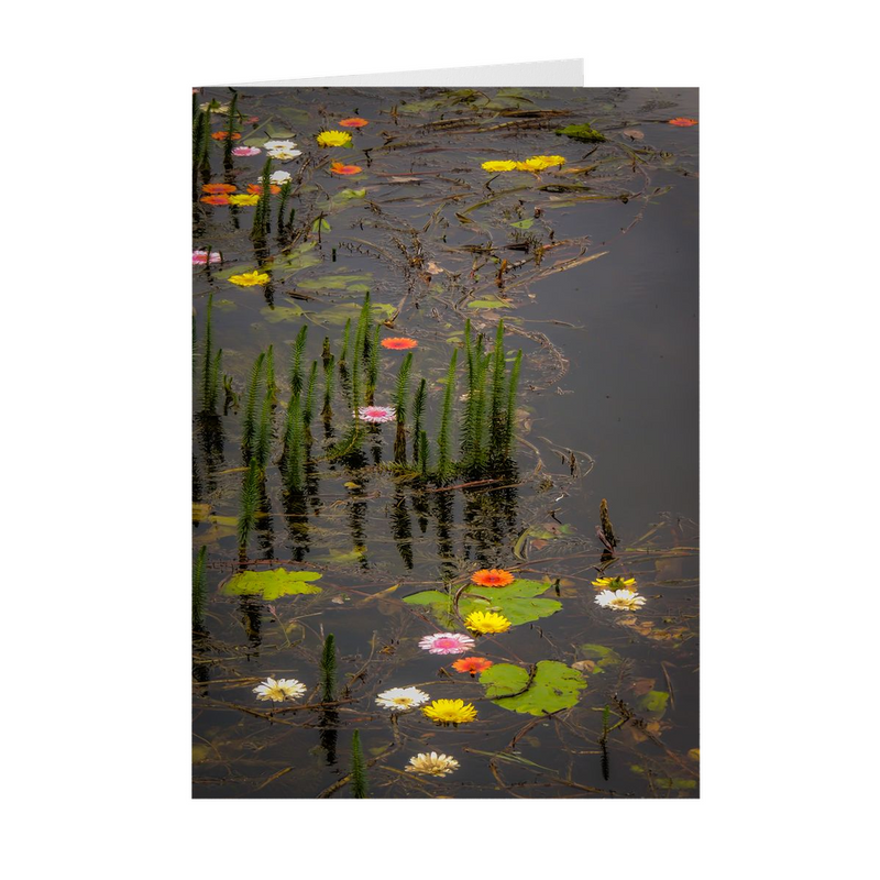 Folded Note Cards - Water Flowers at Markree Castle, County Sligo - James A. Truett - Moods of Ireland - Irish Art