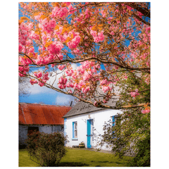Print - Cherry Blossoms and Irish Cottage, County Clare - James A. Truett - Moods of Ireland - Irish Art