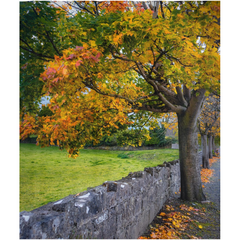 Shower Curtain - Autumn Tree at Kildysart, County Clare - James A. Truett - Moods of Ireland - Irish Art