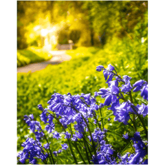 Print - Irish Bluebells in Spring Sun, County Clare - James A. Truett - Moods of Ireland - Irish Art