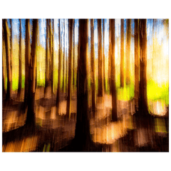 Print - Sun through the Woods Abstract, County Clare - James A. Truett - Moods of Ireland - Irish Art