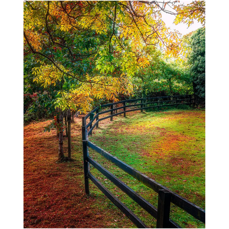 Print - Autumn Colours at Cranny, County Clare