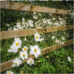 Shower Curtain - Japanese Anemones in the Irish Countryside - James A. Truett - Moods of Ireland - Irish Art