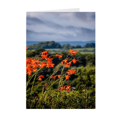 Folded Note Cards - Vibrant Montbretia Flowers in the County Clare Countryside - James A. Truett - Moods of Ireland - Irish Art