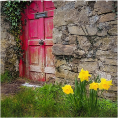 Shower Curtain - Daffodils Outside Irish Cottage, Kilrush, County Clare - James A. Truett - Moods of Ireland - Irish Art