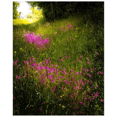 Print - Roadside Wildflowers in County Clare, Ireland - James A. Truett - Moods of Ireland - Irish Art