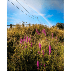 Print - County Clare Rainbow over Roadside Wildflowers - James A. Truett - Moods of Ireland - Irish Art