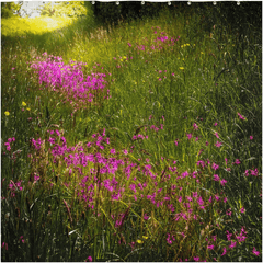 Shower Curtain - Roadside Wildflowers in County Clare, Ireland - James A. Truett - Moods of Ireland - Irish Art