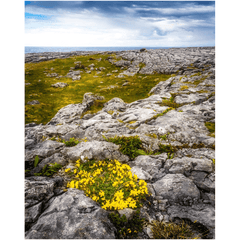 Print - Gorse in the Rugged Burren Limestone