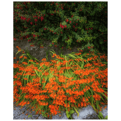 Print - Irish Montbretia and Fuchsias, County Clare - James A. Truett - Moods of Ireland - Irish Art