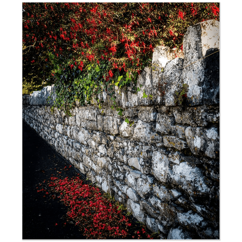 Print - Fuchsias Cascading over Stone Wall, Ballynacally, County Clare - Moods of Ireland