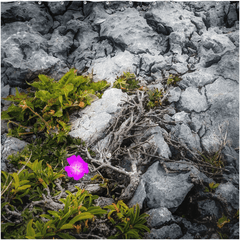 Shower Curtain - Lone Wildflower in the Burren Limestone - James A. Truett - Moods of Ireland - Irish Art