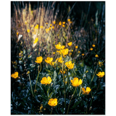 Print - Buttercups in the Irish Countryside - James A. Truett - Moods of Ireland - Irish Art