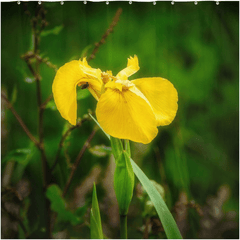 Shower Curtain - Fabulous Irish Flag Iris (Feileastram) Wildflowers, County Clare - James A. Truett - Moods of Ireland - Irish Art