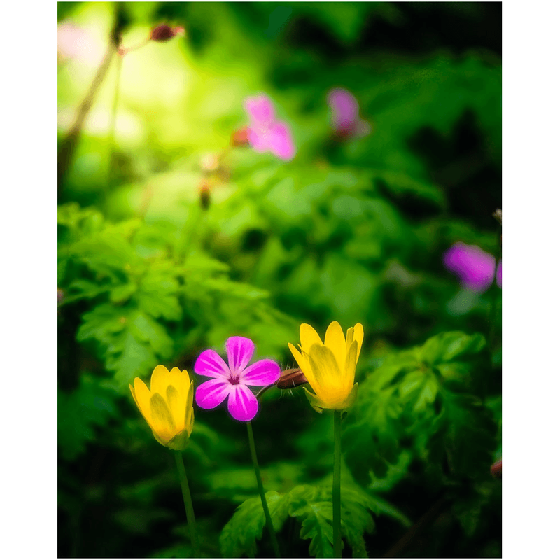 Print - Wildflowers at Thoor Ballylee, County Galway, Ireland - James A. Truett - Moods of Ireland - Irish Art