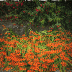 Shower Curtain - Irish Montbretia and Fuchsias, County Clare - James A. Truett - Moods of Ireland - Irish Art