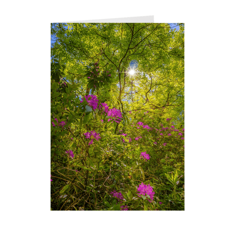 Folded Note Cards - Sun rays and Rhododendrons in Paradise, County Clare - James A. Truett - Moods of Ireland - Irish Art