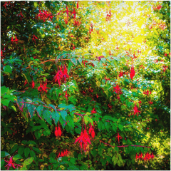 Shower Curtain - Wild Fuchsias Frollicking in the County Clare Countryside - James A. Truett - Moods of Ireland - Irish Art