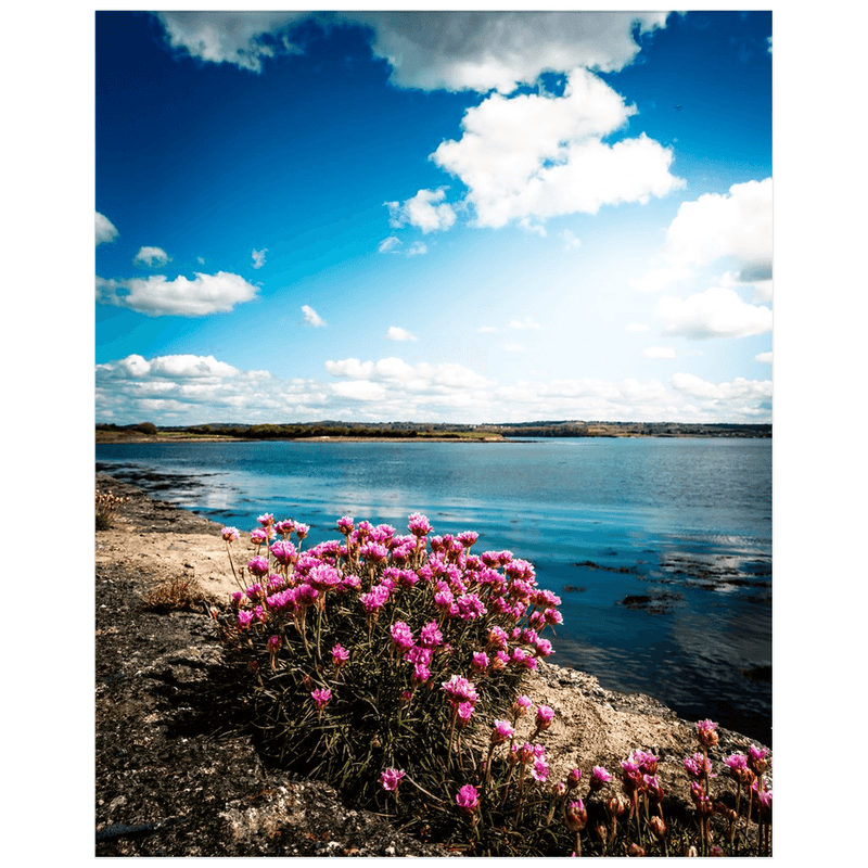 Print - Sea Pinks along Ireland's Shannon Estuary - James A. Truett - Moods of Ireland - Irish Art