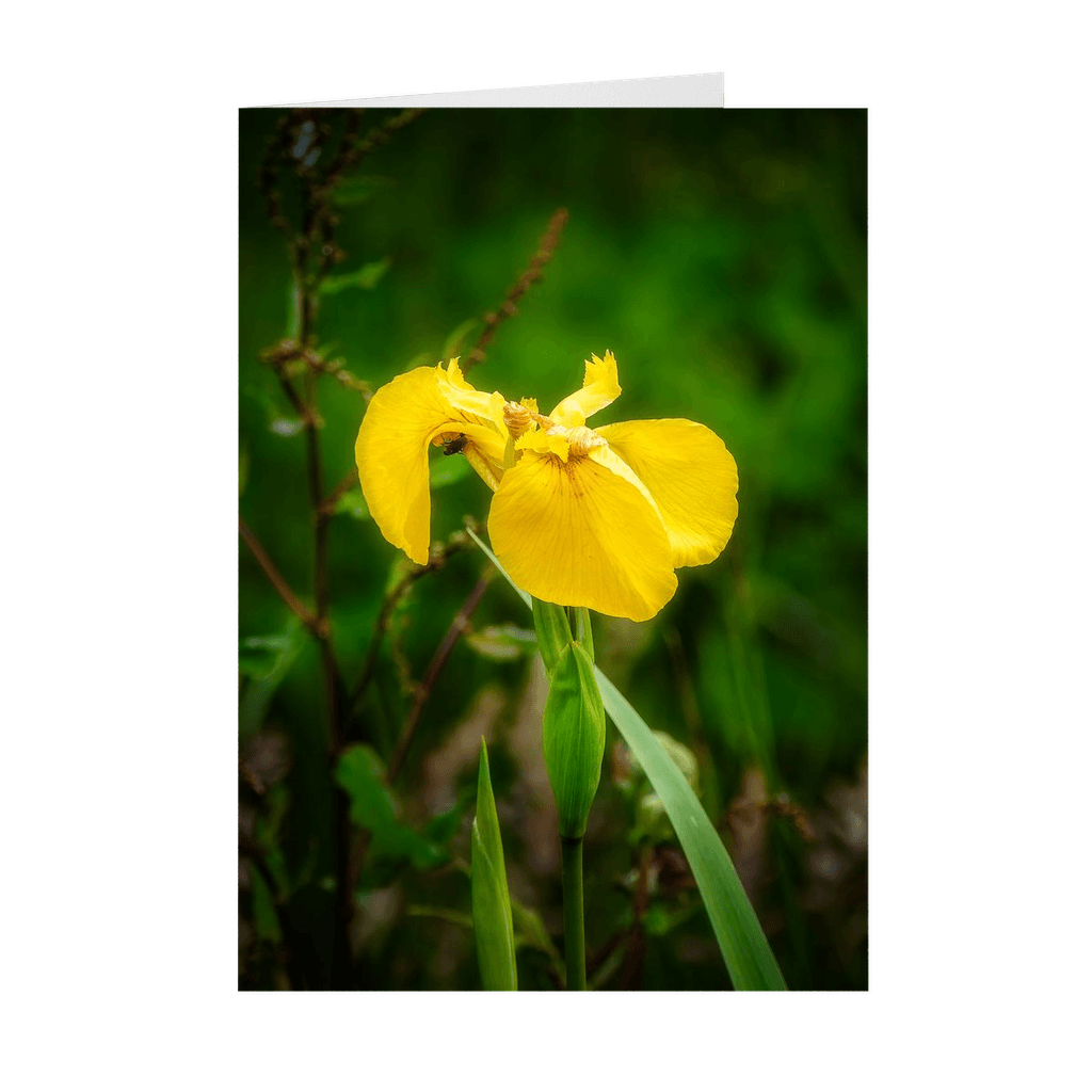 Folded Note Cards - Fabulous Irish Flag Iris (Feileastram) Wildflowers, County Clare - James A. Truett - Moods of Ireland - Irish Art