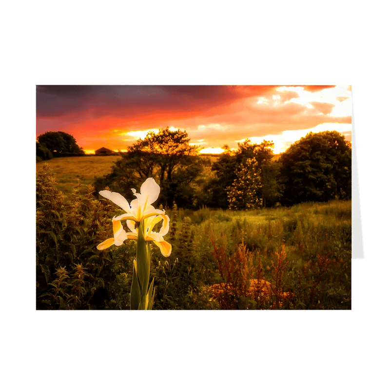 Folded Note Cards - Lone Iris at Sunset, County Clare - James A. Truett - Moods of Ireland - Irish Art