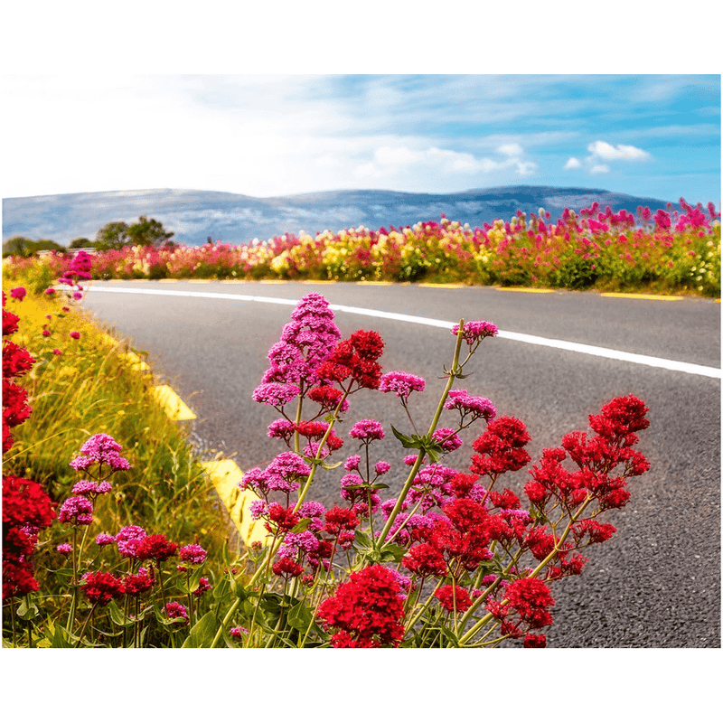 Print - Wild Valerian on the Roadside in County Clare - James A. Truett - Moods of Ireland - Irish Art