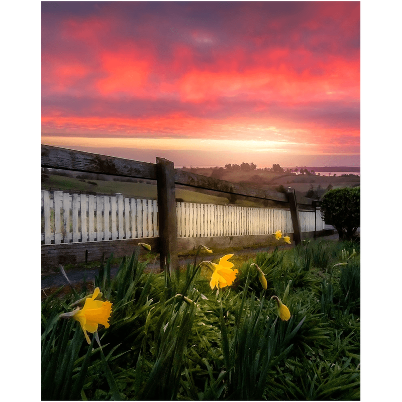 Print - Daffodils and Spring Sunrise, County Clare, Ireland - James A. Truett - Moods of Ireland - Irish Art