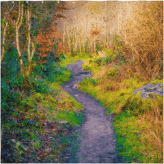 Shower Curtain - Emerging from Winter, Dromore Wood, County Clare - James A. Truett - Moods of Ireland - Irish Art