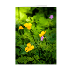 Folded Note Cards - Wildflowers in Filtered Sunlight, Ballylee, County Galway - James A. Truett - Moods of Ireland - Irish Art