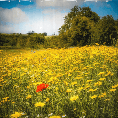 Shower Curtain - Red Poppy in Yellow Wildflower Meadow, Ballynacally, County Clare - James A. Truett - Moods of Ireland - Irish Art