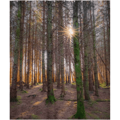 Shower Curtain - Enchanted Irish Forest in Autumn Light, County Clare - James A. Truett - Moods of Ireland - Irish Art