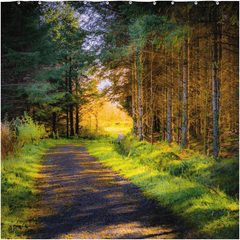 Shower Curtain - Sunlit path in County Clare - James A. Truett - Moods of Ireland - Irish Art