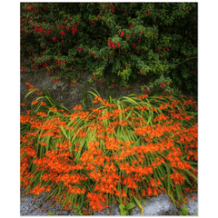 Print - Irish Montbretia and Fuchsias, County Clare - James A. Truett - Moods of Ireland - Irish Art