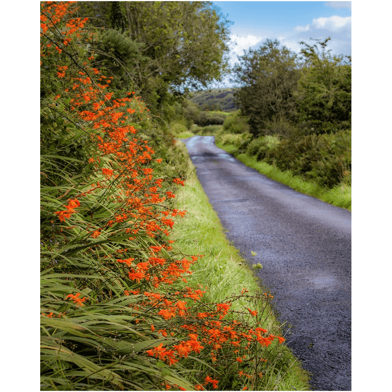 Print - Orange Wildflower Cascade along Irish Country Road - James A. Truett - Moods of Ireland - Irish Art