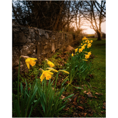 Print - Spring Daffodils, Kilrush, County Clare - James A. Truett - Moods of Ireland - Irish Art