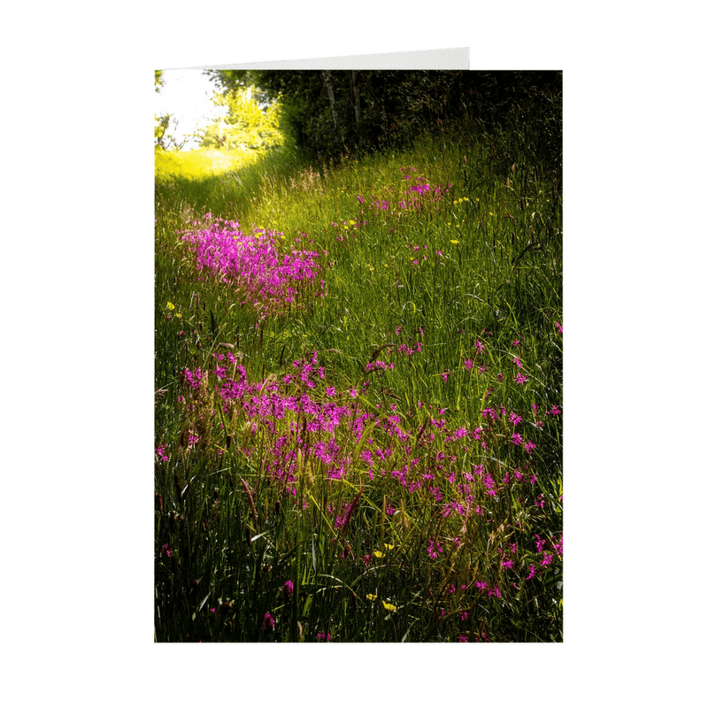 Folded Note Cards - Roadside Wildflowers in County Clare, Ireland - James A. Truett - Moods of Ireland - Irish Art