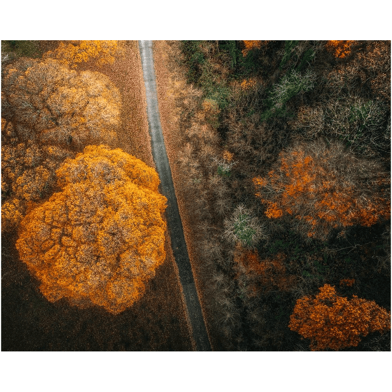 Print - Autumn in County Clare Woodland - Moods of Ireland
