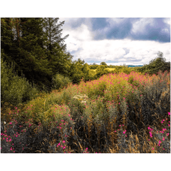 Print - Great Willowherb Wildflower Explosion, County Clare - James A. Truett - Moods of Ireland - Irish Art