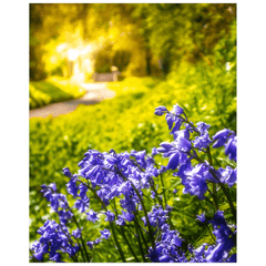 Print - Irish Bluebells in Spring Sun, County Clare - James A. Truett - Moods of Ireland - Irish Art
