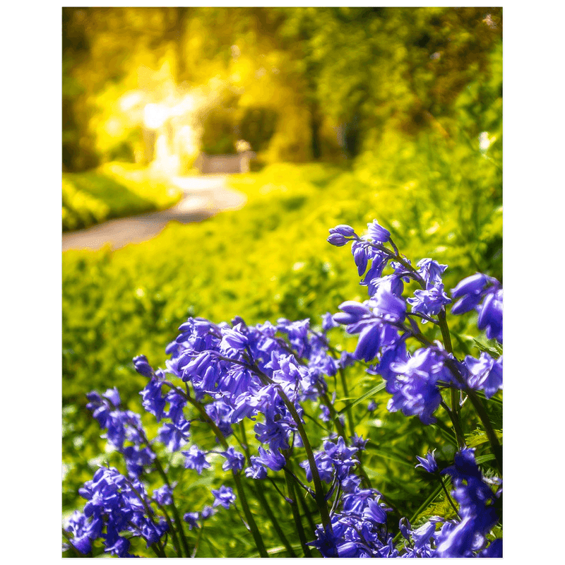 Print - Irish Bluebells in Spring Sun, County Clare - James A. Truett - Moods of Ireland - Irish Art
