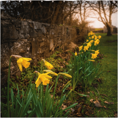 Shower Curtain - Spring Daffodils, Kilrush, County Clare - James A. Truett - Moods of Ireland - Irish Art